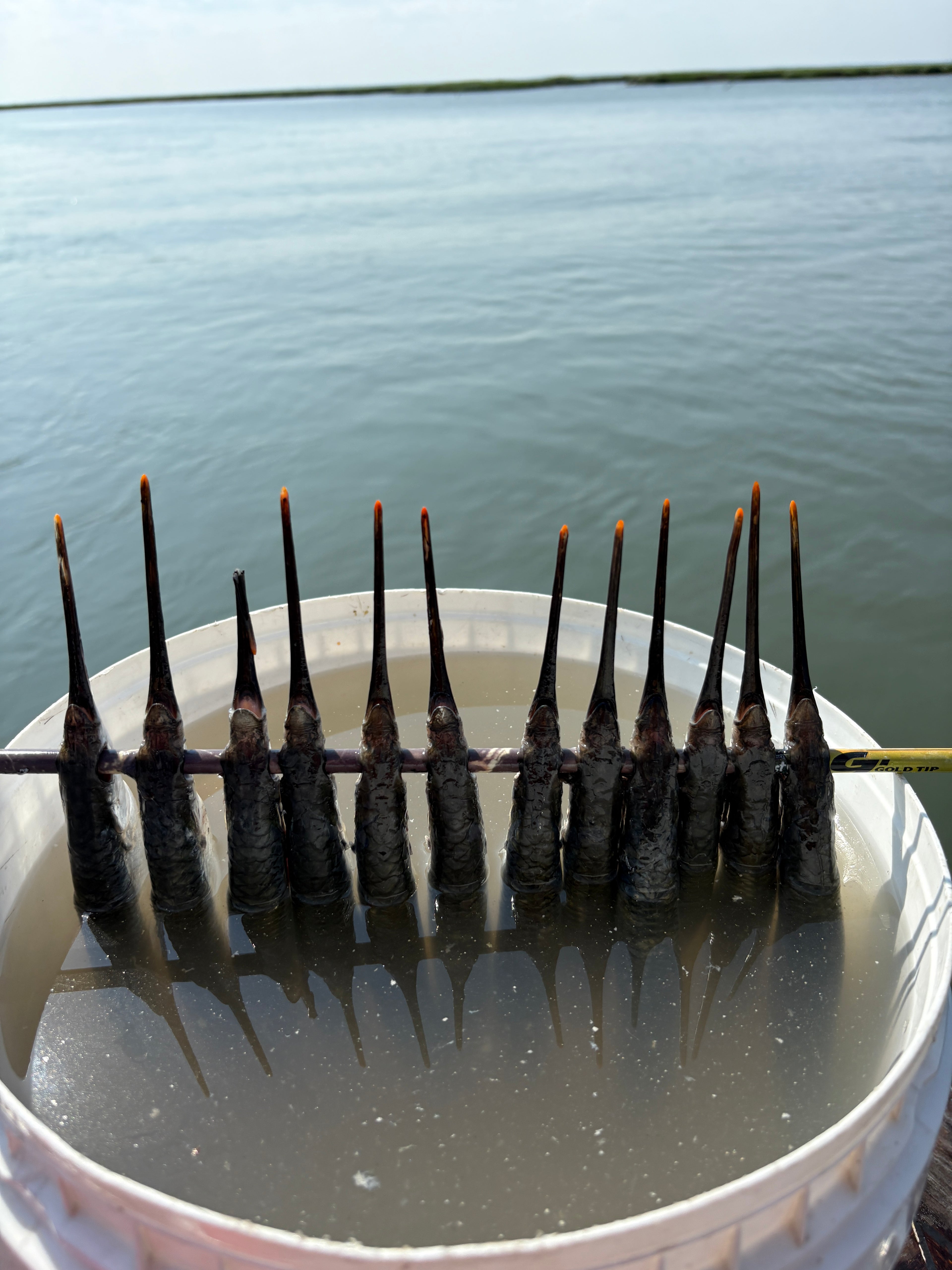 ballyhoo soaking in brine before being rigged for tuna