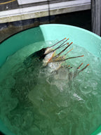 Green bucket filled with ice and a lobster claw.